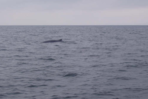 Minke whale, Bantry Bay © Brian O' Rourke, Bantry Bay Whale & Dolphin Tours